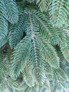Лита Швейцарська ялинка штучна 2,50м. зелена Ялинка штучна лита з металевою розбірною підставкою