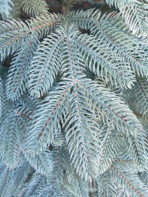 Лита Швейцарська ялинка блакитна штучна 2,30м. Ялинка штучна лита з металевою розбірною підставкою